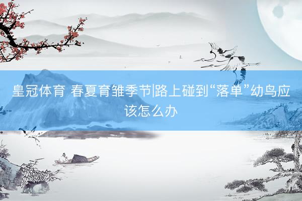 皇冠体育 春夏育雏季节|路上碰到“落单”幼鸟应该怎么办