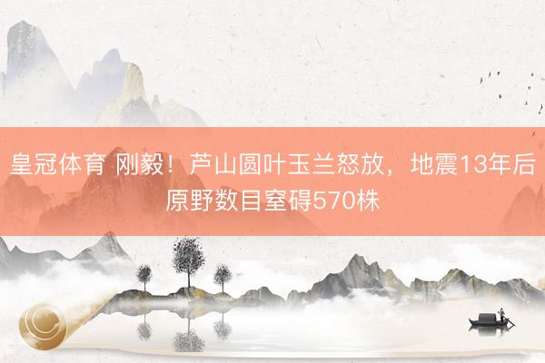 皇冠体育 刚毅！芦山圆叶玉兰怒放，地震13年后原野数目窒碍570株